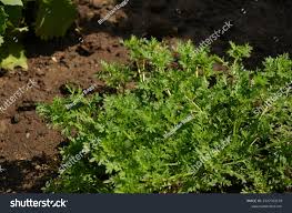 Attēlu rezultāti vaicājumam “Didymium proximum”