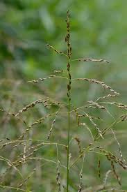 Attēlu rezultāti vaicājumam “Glyceria lithuanica”