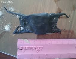 Image result for Raja straeleni