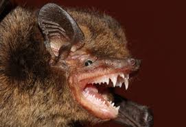 Attēlu rezultāti vaicājumam “Myotis sp.”