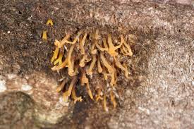Attēlu rezultāti vaicājumam “Calocera viscosa”