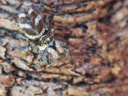 Attēlu rezultāti vaicājumam “Salticus scenicus”