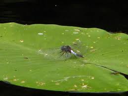 Attēlu rezultāti vaicājumam “Leucorrhinia caudalis”