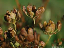 Attēlu rezultāti vaicājumam “Pastinaca sativa subsp. sylvestris fruit”