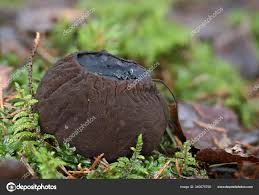 Attēlu rezultāti vaicājumam “Sarcosoma globosum”