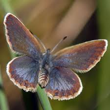 Attēlu rezultāti vaicājumam “Plebejus argus male”