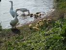 near to Lostock Junction, Bolton, Great Britain. Babies on Doffcocker - via Daymix
