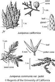Attēlu rezultāti vaicājumam “Juniperus communis leaf”