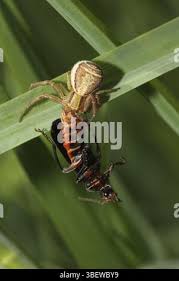 Attēlu rezultāti vaicājumam “Xysticus ulmi”