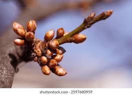 Attēlu rezultāti vaicājumam “Prunus cerasifera var. divaricata bud”