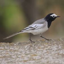 Attēlu rezultāti vaicājumam “Motacillidae”