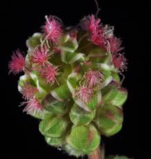 Attēlu rezultāti vaicājumam “Poterium sanguisorba flower”