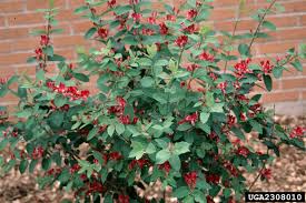 Attēlu rezultāti vaicājumam “Lonicera tatarica”