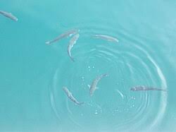 Image result for Liza aurata