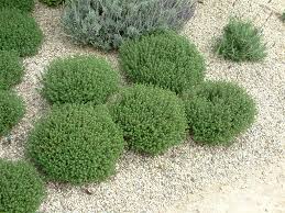 Image result for Thymus vulgaris