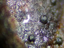 Attēlu rezultāti vaicājumam “Licea pusilla macro”