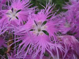 Image result for Dianthus superbus