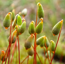 Attēlu rezultāti vaicājumam “Bryum bimum sporophyte”