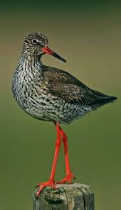 Attēlu rezultāti vaicājumam “Tringa totanus adult”