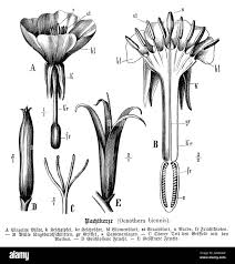 Attēlu rezultāti vaicājumam “Oenothera biennis fruit”