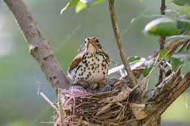 Image result for Hylocichla mustelina