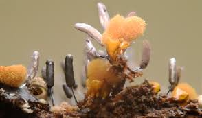 Attēlu rezultāti vaicājumam “Stemonitopsis typhina var. similis”