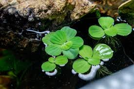 Attēlu rezultāti vaicājumam “Pistia stratiotes”
