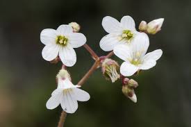 Attēlu rezultāti vaicājumam “Saxifraga cymbalaria flower”