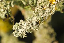 Attēlu rezultāti vaicājumam “Physcia adscendens”