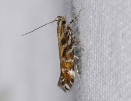 Attēlu rezultāti vaicājumam “Gelechia rhombella”