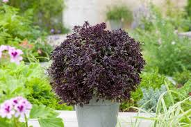 Image result for Ocimum basilicum