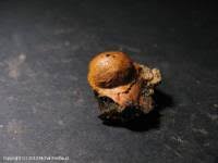 Attēlu rezultāti vaicājumam “Fuligo leviderma”