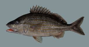 Image result for Haemulon sciurus