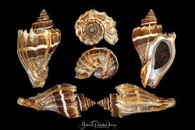 Image result for Melongena corona