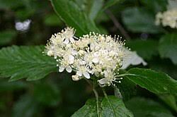 Attēlu rezultāti vaicājumam “Sorbus intermedia”