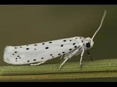 Attēlu rezultāti vaicājumam “Yponomeuta malinellus / cagnagella”