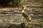 Black tailed jack rabbit - via Daymix