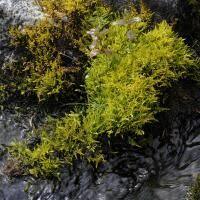 Attēlu rezultāti vaicājumam “Palustriella decipiens”