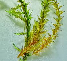 Attēlu rezultāti vaicājumam “Warnstorfia exannulata”