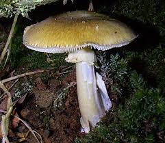 Attēlu rezultāti vaicājumam “Amanita phalloides”