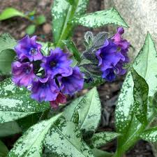 Image result for Pulmonaria Silverado