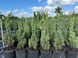 Attēlu rezultāti vaicājumam “Juniperus chinensis”