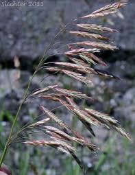 Attēlu rezultāti vaicājumam “Bromopsis inermis”