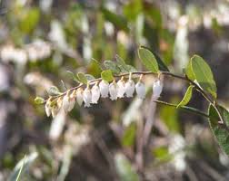 Attēlu rezultāti vaicājumam “Chamaedaphne calyculata flower”