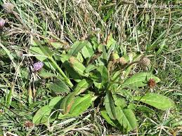 Attēlu rezultāti vaicājumam “Succisa pratensis leaf”
