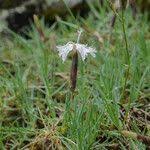 Attēlu rezultāti vaicājumam “Dianthus arenarius leaf”