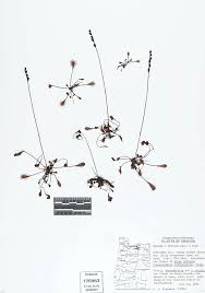 Attēlu rezultāti vaicājumam “Drosera x obovata leaf”