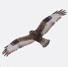 Attēlu rezultāti vaicājumam “Buteo lagopus adult”