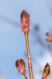 Attēlu rezultāti vaicājumam “Acer platanoides bud”