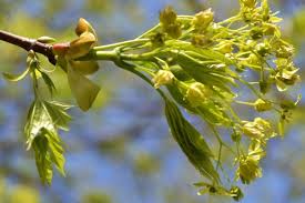 Attēlu rezultāti vaicājumam “Acer platanoides flower”